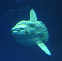 sunfish.jpg